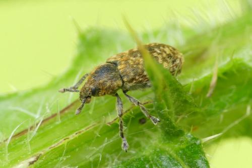 Réf. 262 395 : Rhinocyllus conicus